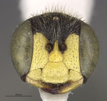 Media type: image;   Entomology 31113 Aspect: head frontal view